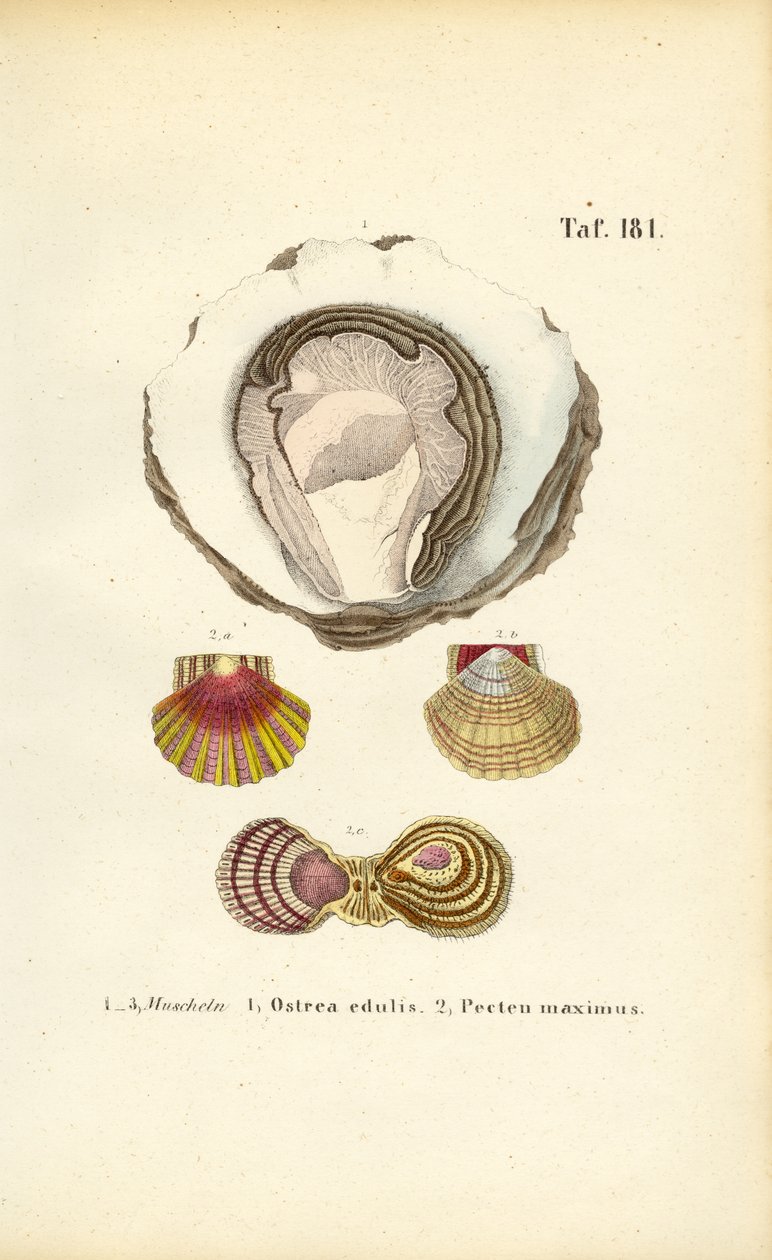 Ätbara ostron och pilgrimsmusslor av J. W. Tenhaeff