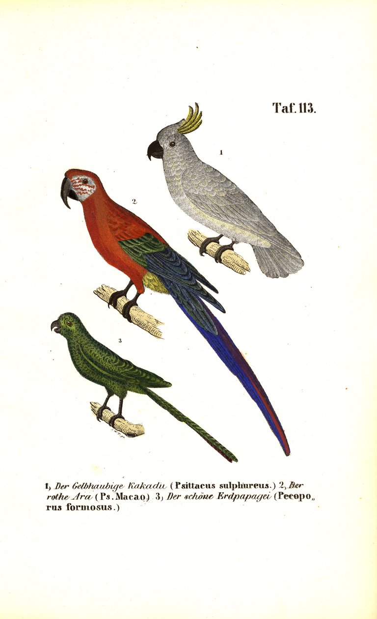 Exotiska papegojarter av J. W. Tenhaeff