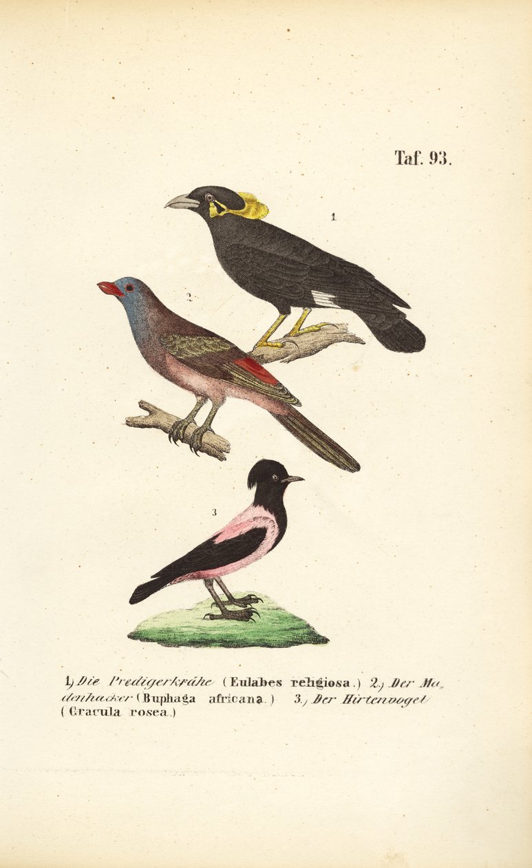  av J. W. Tenhaeff