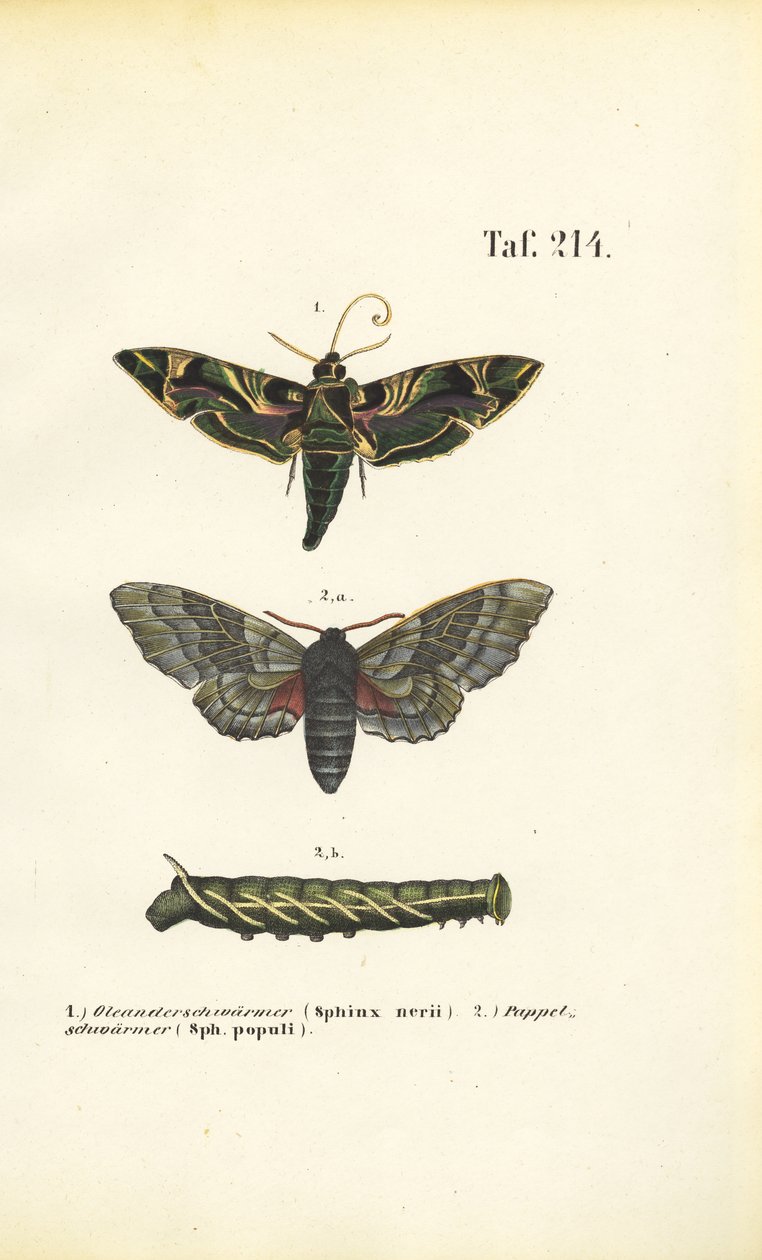 Exotiska och inhemska hökmalar av J. W. Tenhaeff