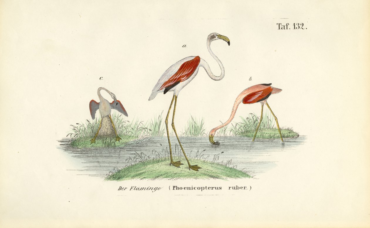 Flamingos i våtmark av J. W. Tenhaeff
