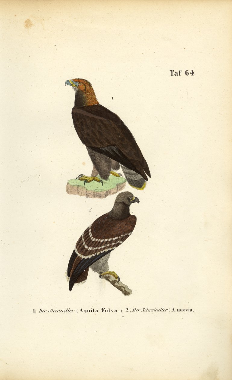 Kungsörn och mindre skrikörn av J. W. Tenhaeff