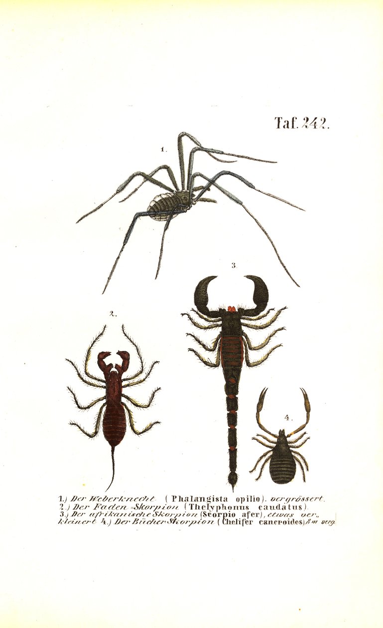 Harvestman och Scorpions av J. W. Tenhaeff