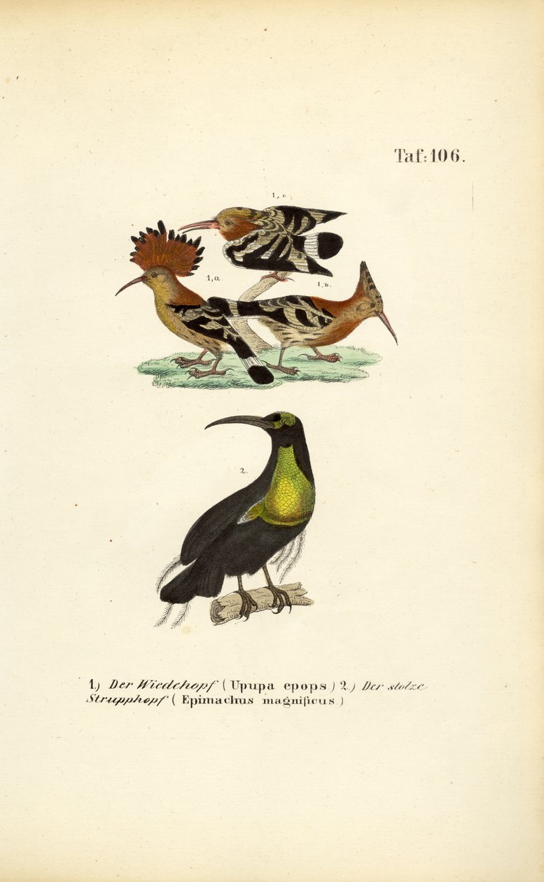 Hoopoe och magnifik riffelfågel av J. W. Tenhaeff