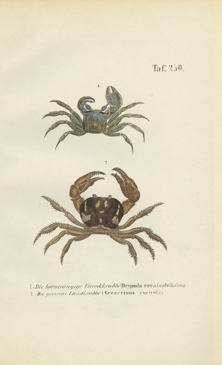 Hornögd spökkrabba och landkrabba av J. W. Tenhaeff