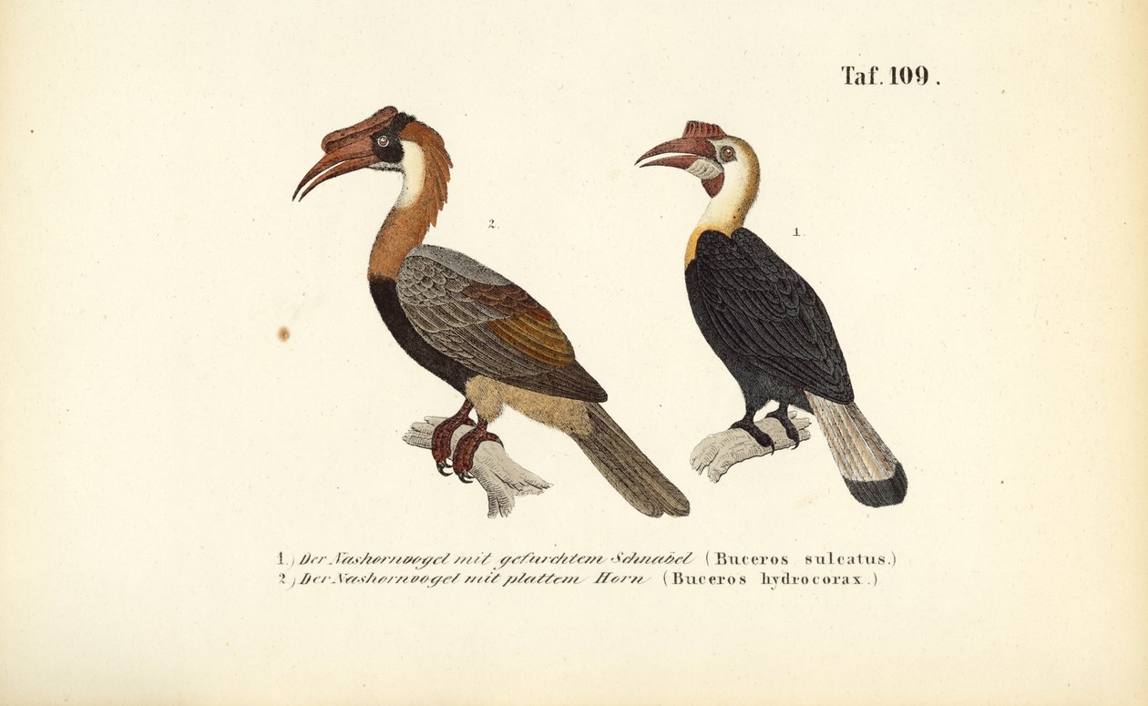  av J. W. Tenhaeff