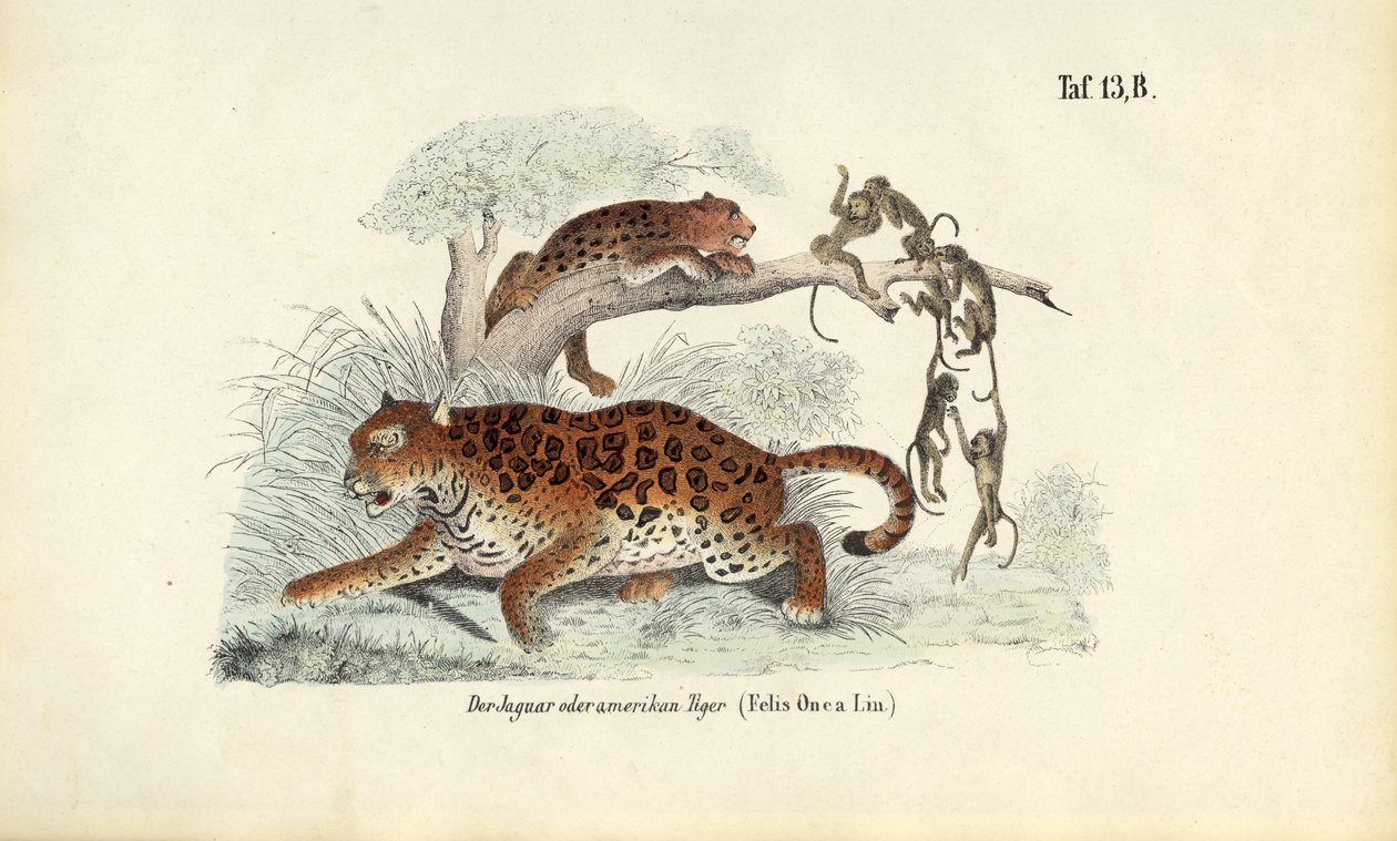 Jaguar och apor av J. W. Tenhaeff