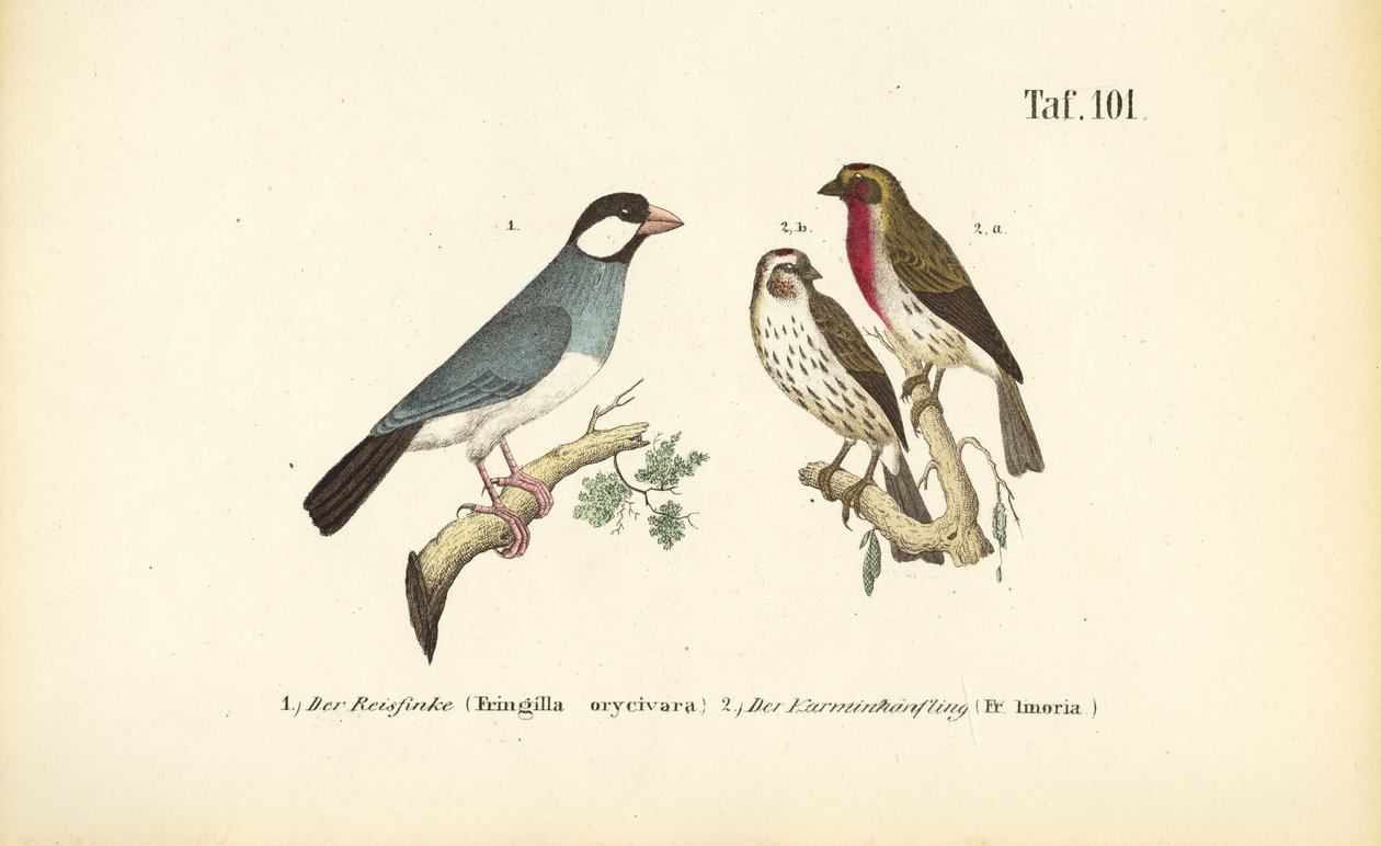 Javasparv och rosenfink av J. W. Tenhaeff