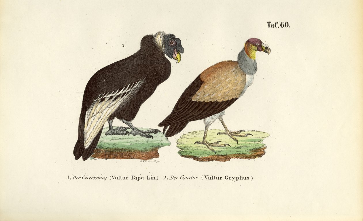 Kungsgam och andinsk kondor av J. W. Tenhaeff