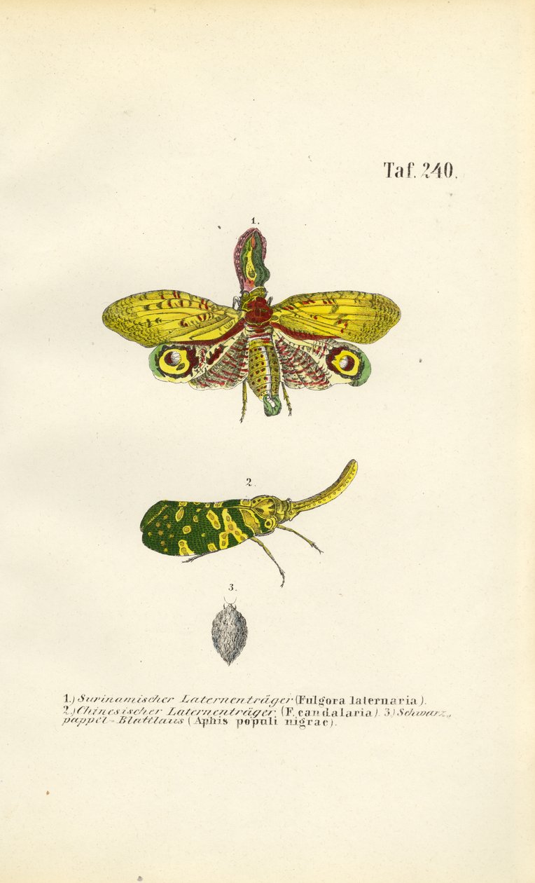 Lanternflugor och svart poppelbladlus av J. W. Tenhaeff
