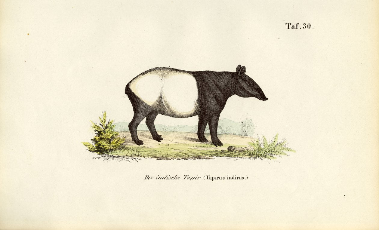 Malajisk tapir av J. W. Tenhaeff