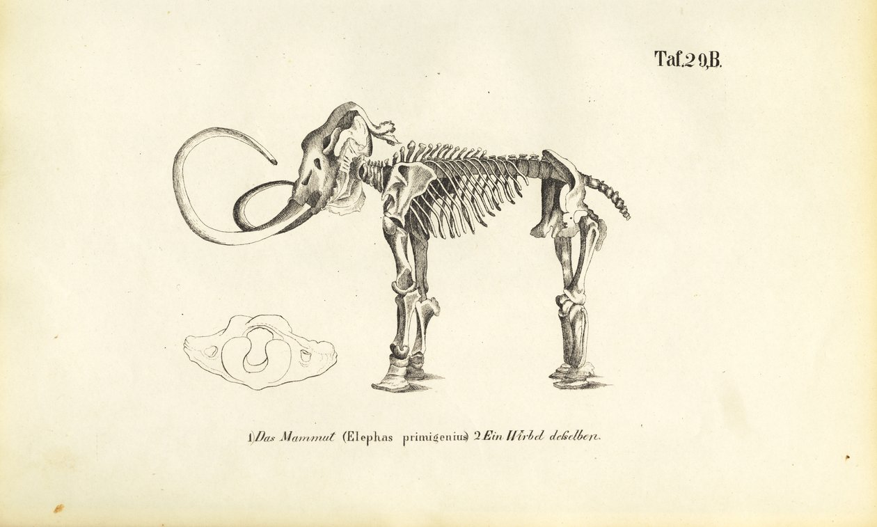 Mammutskelett av J. W. Tenhaeff