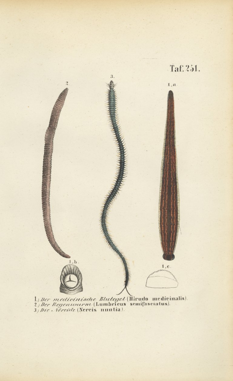 Medicinska blodiglar, daggmaskar och nereider av J. W. Tenhaeff
