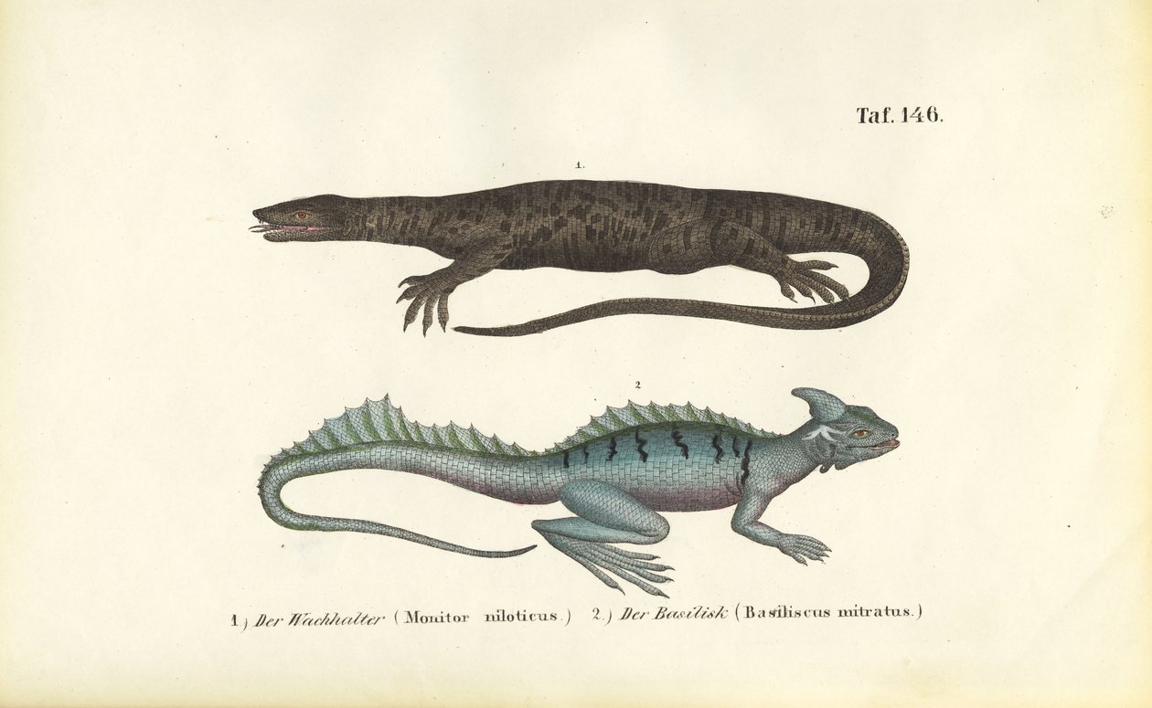 Nile Monitor och Plumed Basilisk av J. W. Tenhaeff