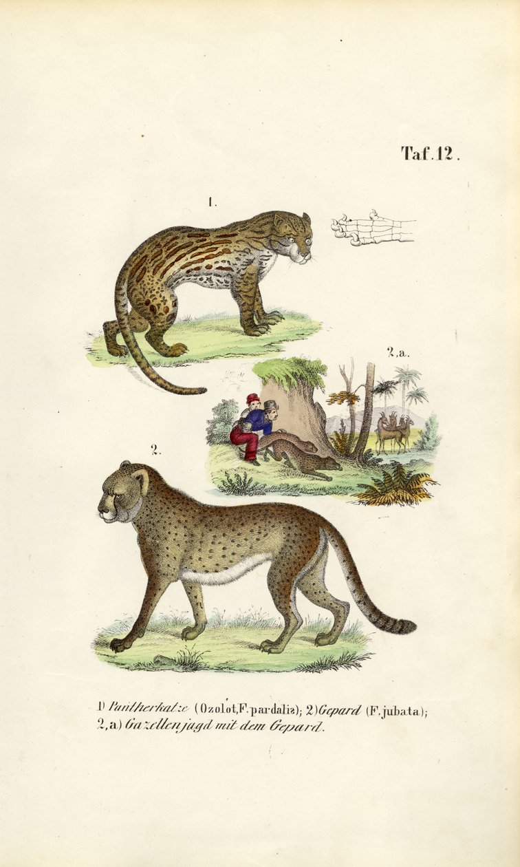 Ocelot, gepard och jakt på gepard av J. W. Tenhaeff