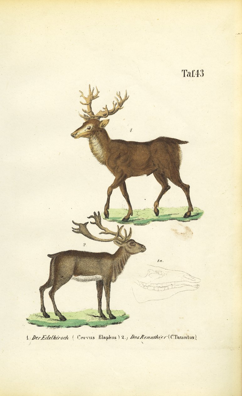 Kronhjortar och renar av J. W. Tenhaeff