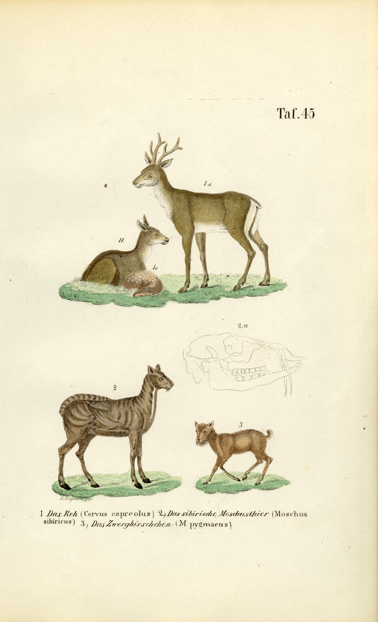 Rådjur, myskhjort och mushjort av J. W. Tenhaeff
