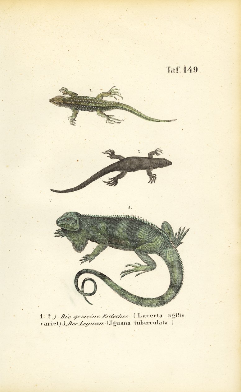 Sandödlor och grön leguan av J. W. Tenhaeff