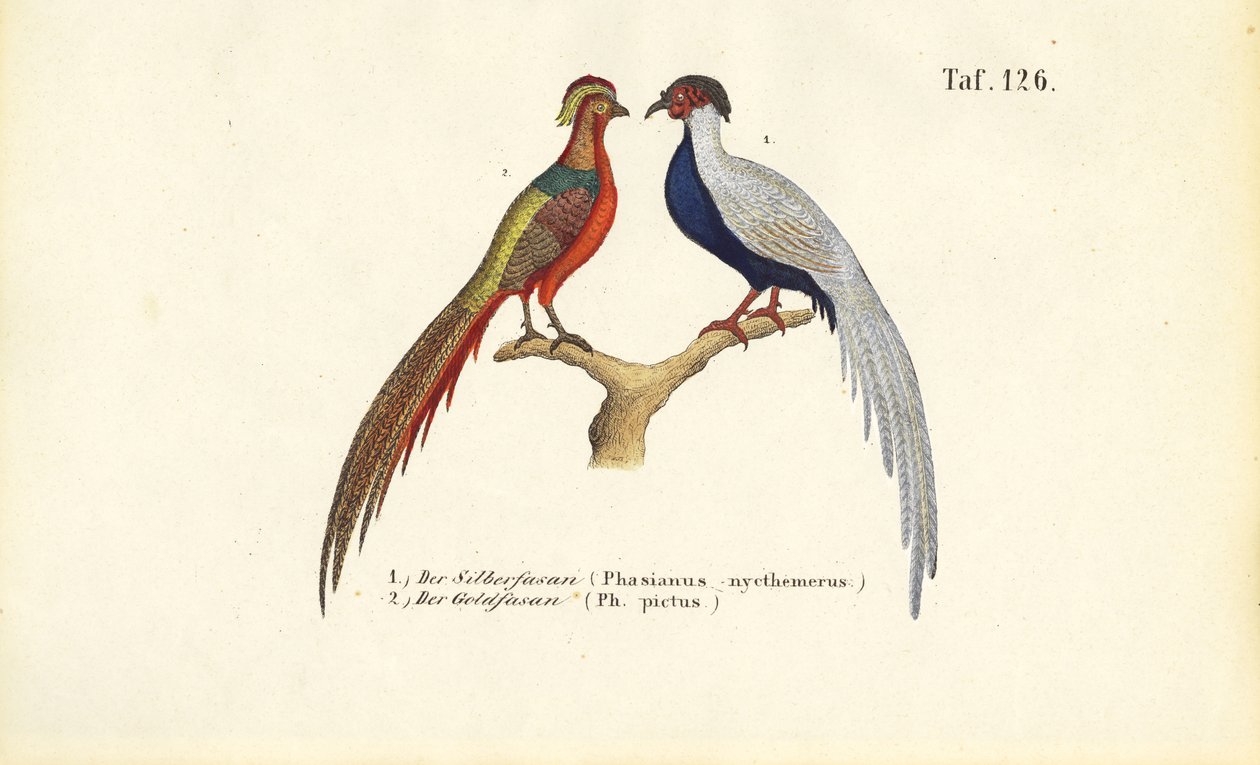  av J. W. Tenhaeff