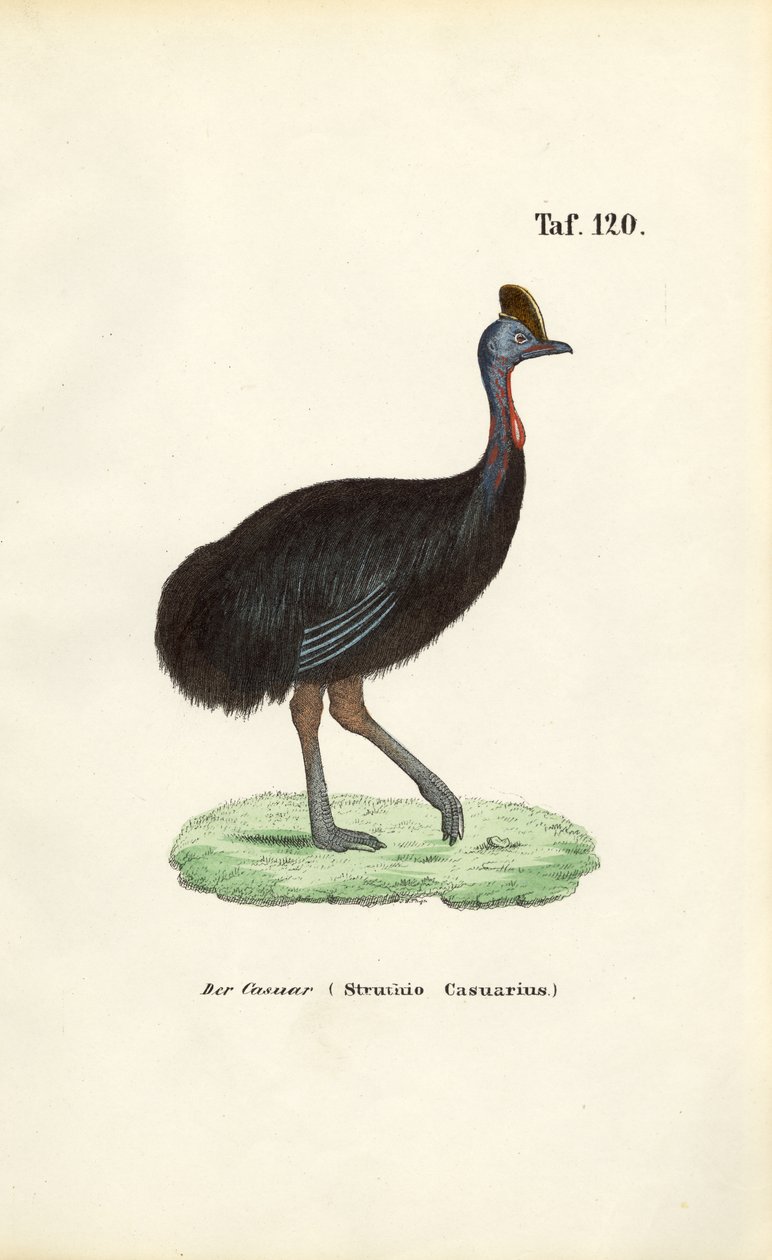Sydlig kassowary av J. W. Tenhaeff