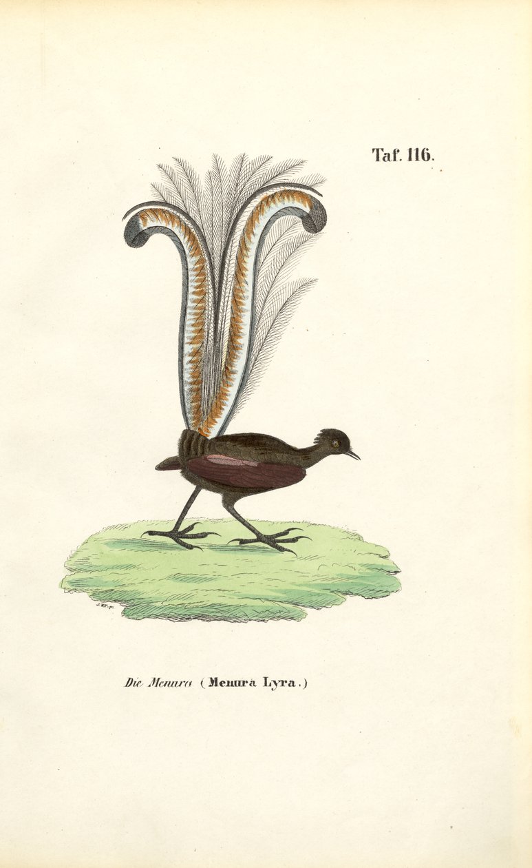 Superb Lyrebird av J. W. Tenhaeff