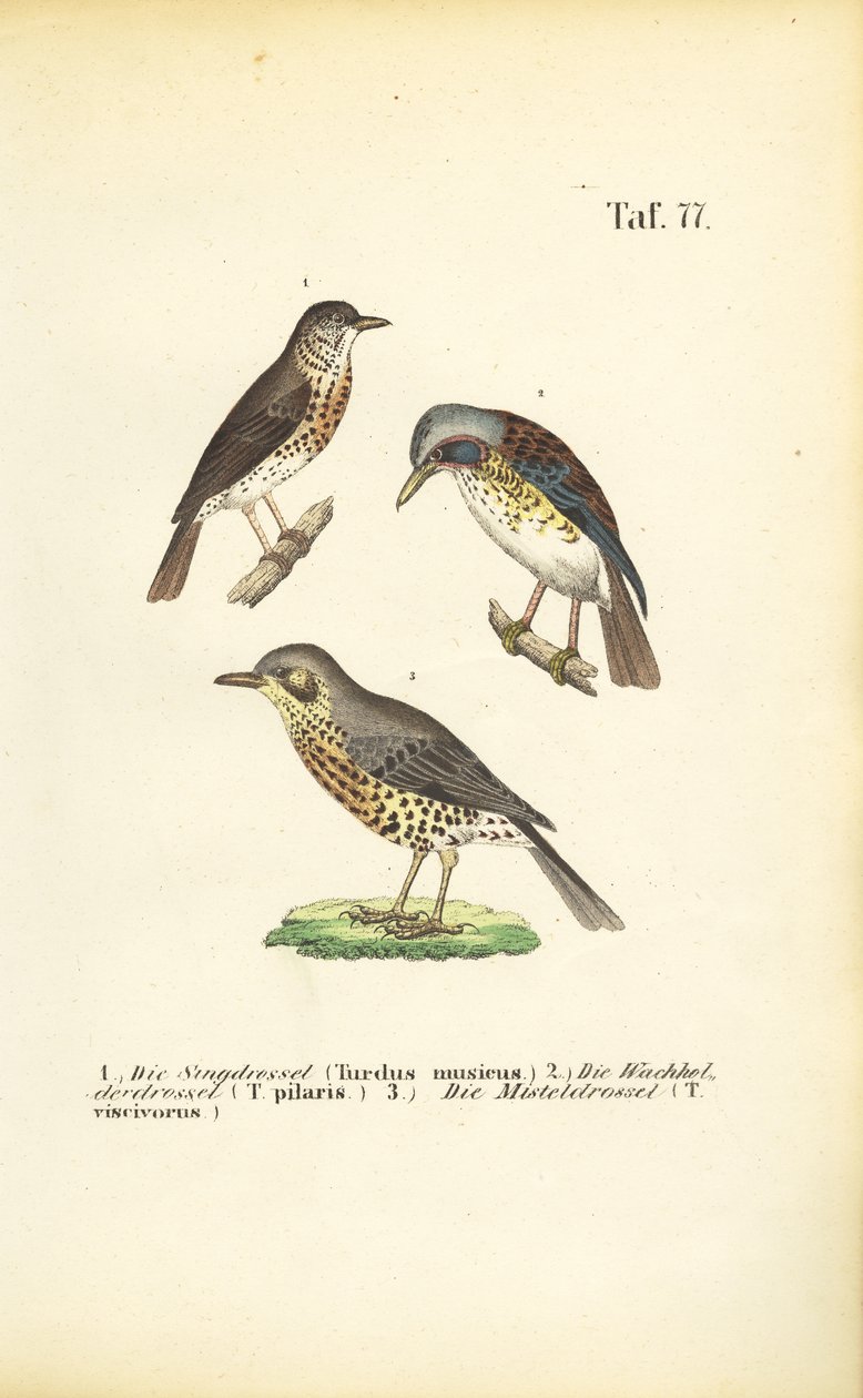 Tre arter av trastar av J. W. Tenhaeff