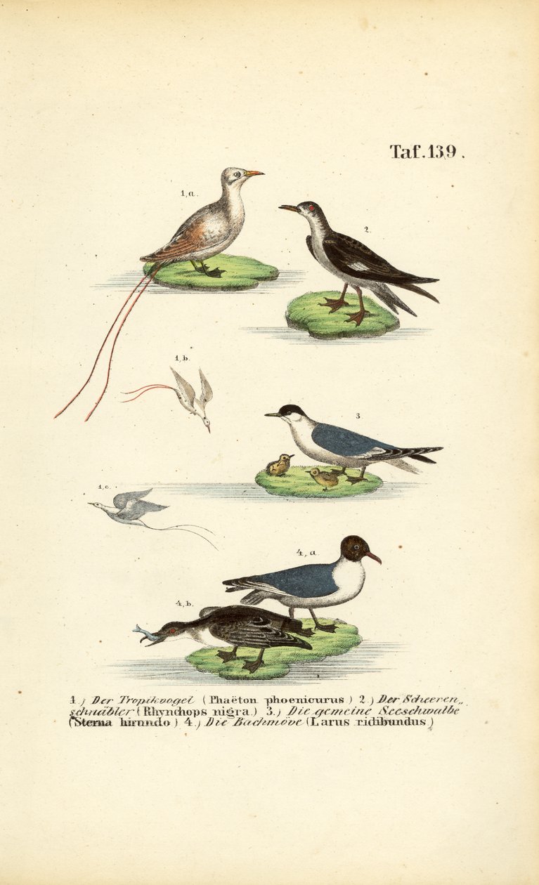 Tropiska sjöfåglar: Tropikfågel, skimmer, tärna och svarthuvad mås av J. W. Tenhaeff