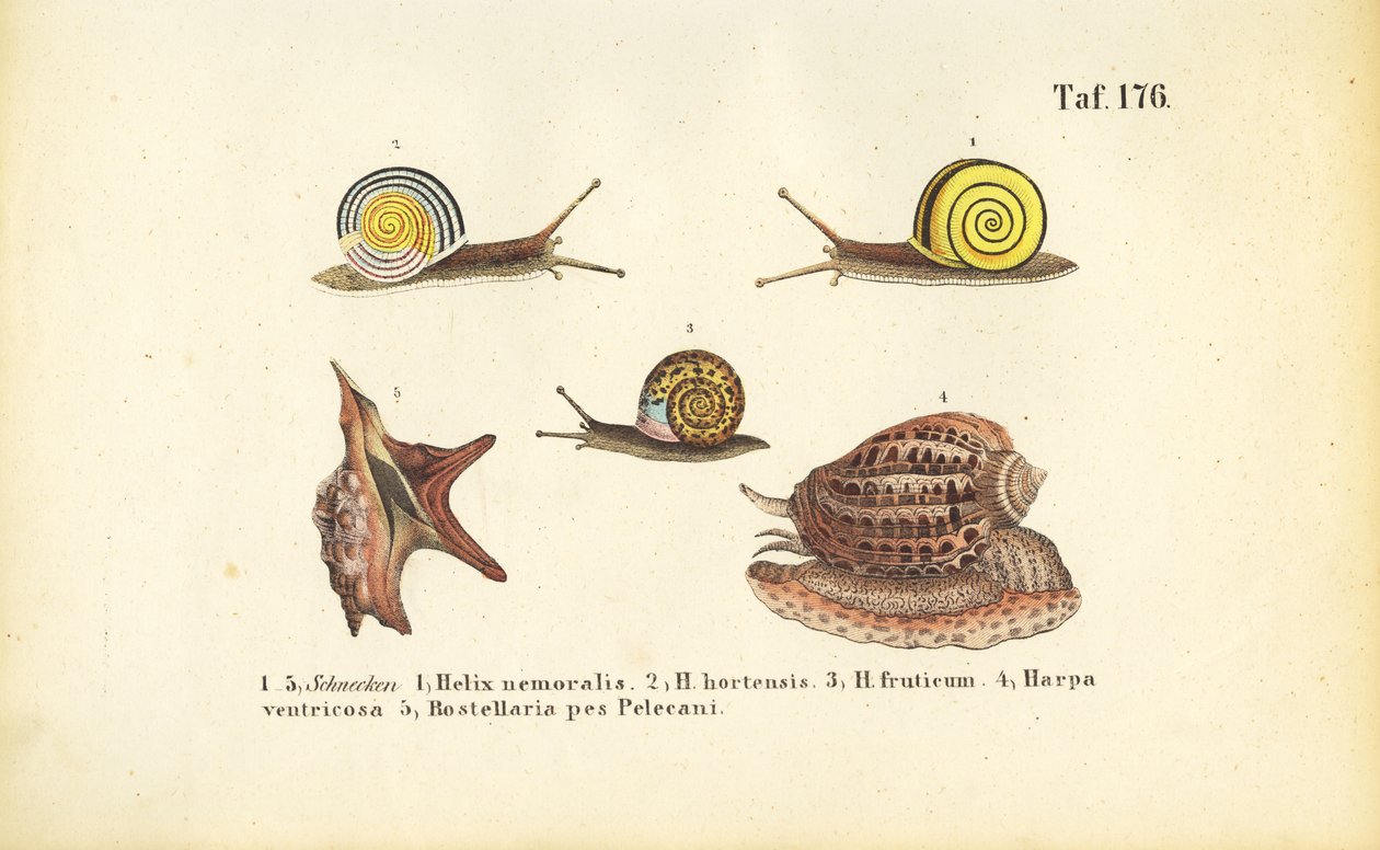 Olika land- och havssniglar av J. W. Tenhaeff