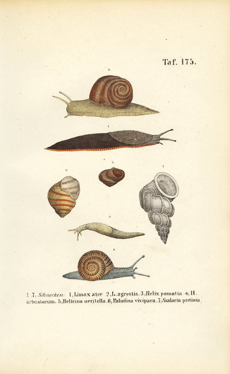 Olika snigelarter av J. W. Tenhaeff