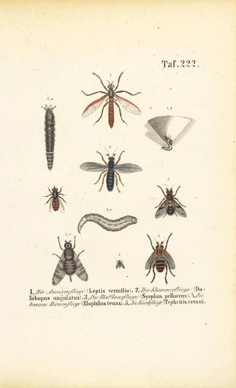 Olika flugarter med utvecklingsstadier av J. W. Tenhaeff