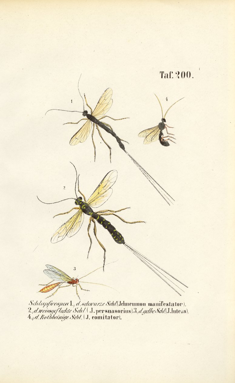 Olika arter av sländsteklar av J. W. Tenhaeff