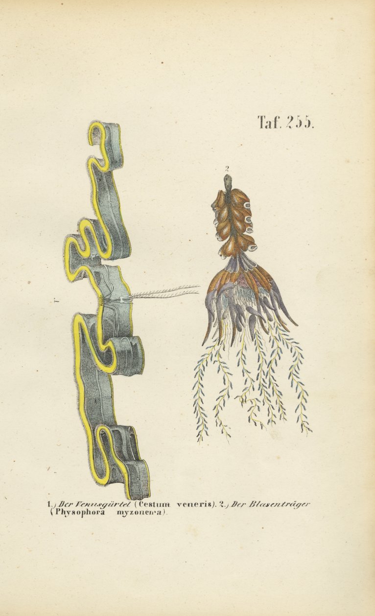 Venusgördlar och blåstjärna av J. W. Tenhaeff
