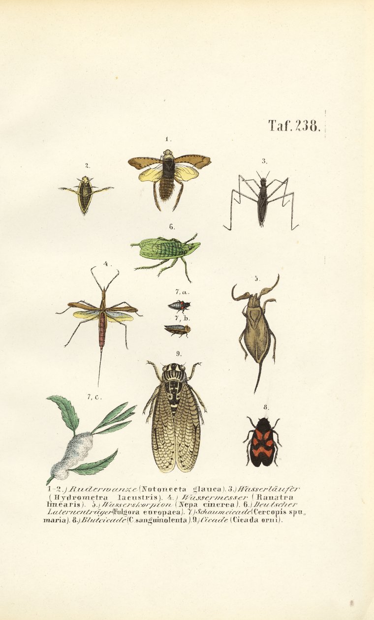 Vattenbaggar och andra insekter av J. W. Tenhaeff