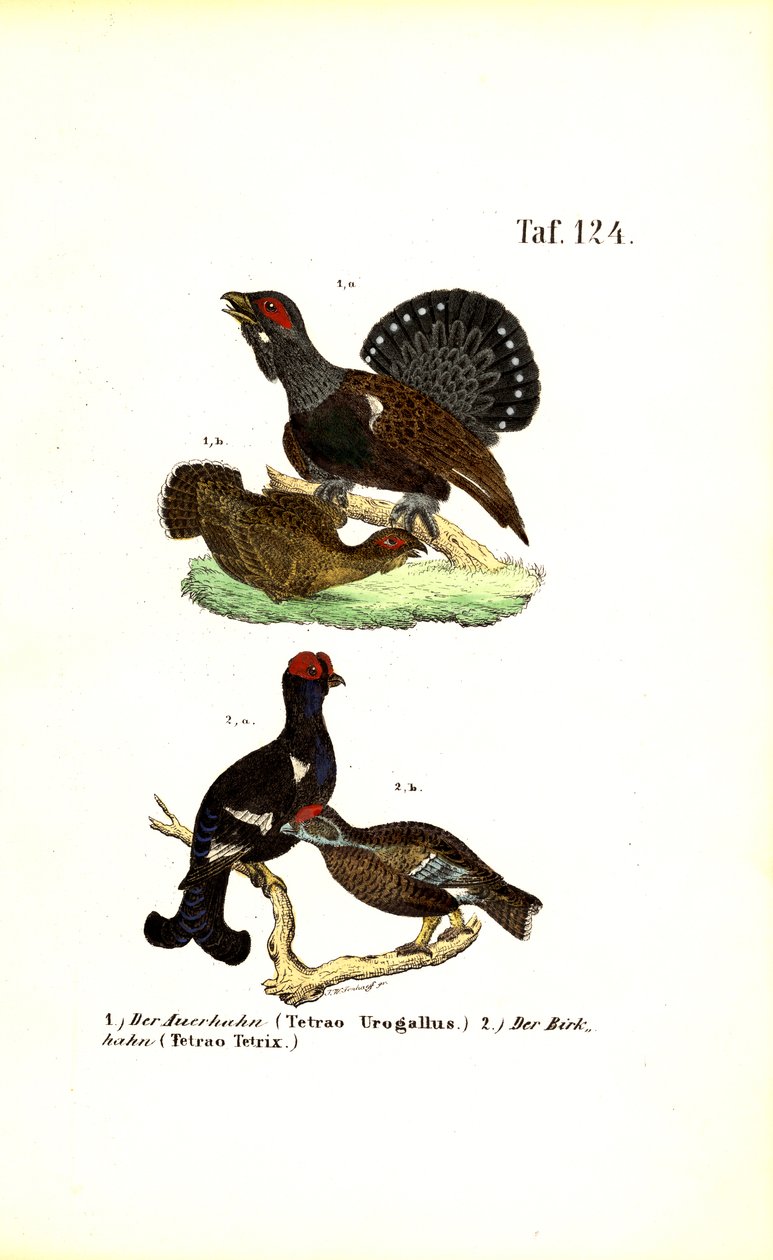 Tjäder och orre av J. W. Tenhaeff