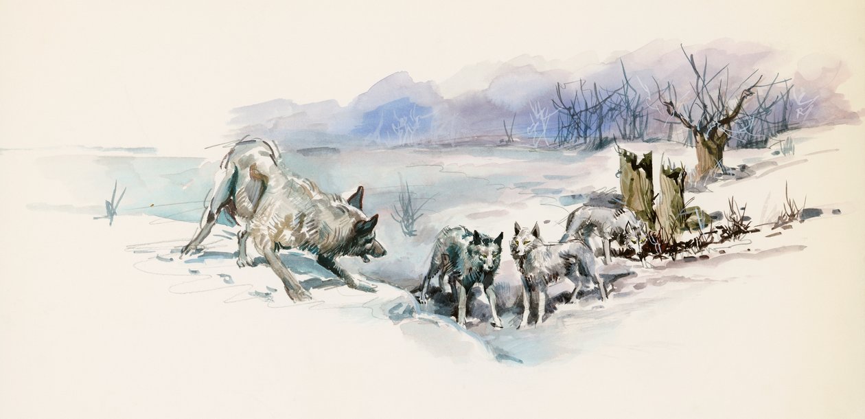 Pack of wolves, från Call of Wild, äventyrsroman av Jack London (1876-1916), teckning av Jack London