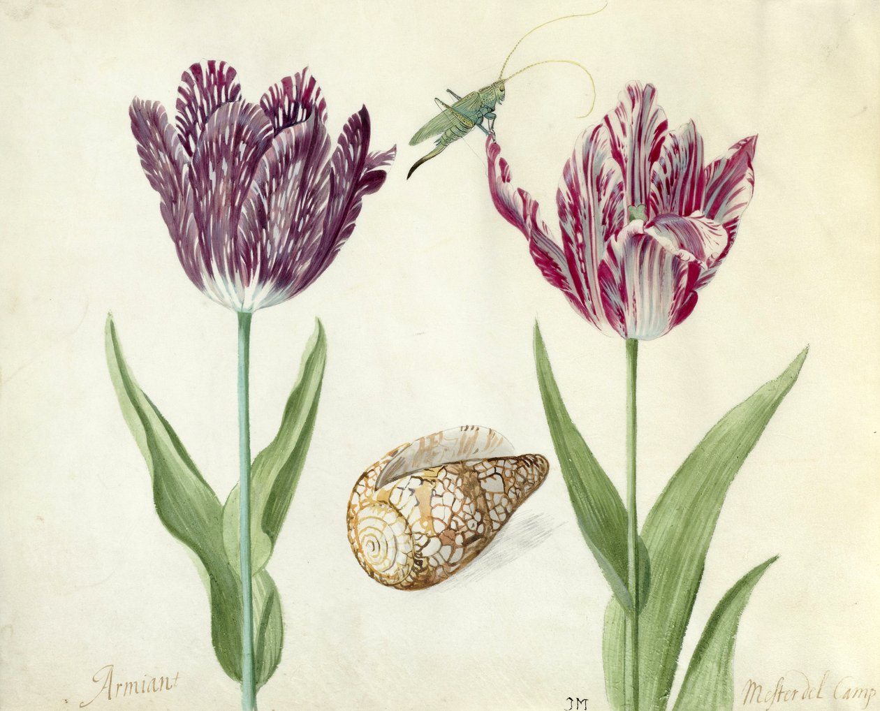 Två tulpaner, ett skal och en gräshoppa, 1637-45 (pensel på pergament) av Jacob Marrel