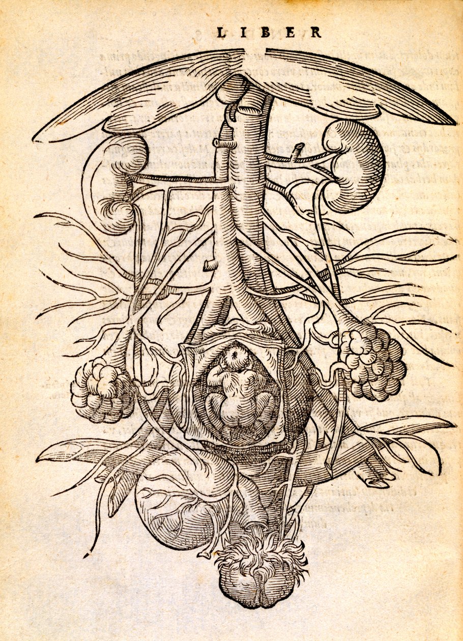 Gravida kvinnors reproduktionssystem, 1554 av Jacob Rueff