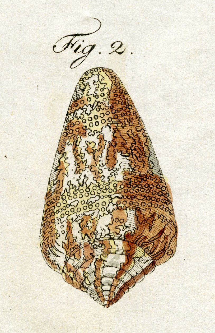 Illustration av Conus Ammiralis (underart Cedonulli), 1790 (handkolorerad gravyr) av Jacob Xavier Schmuzer
