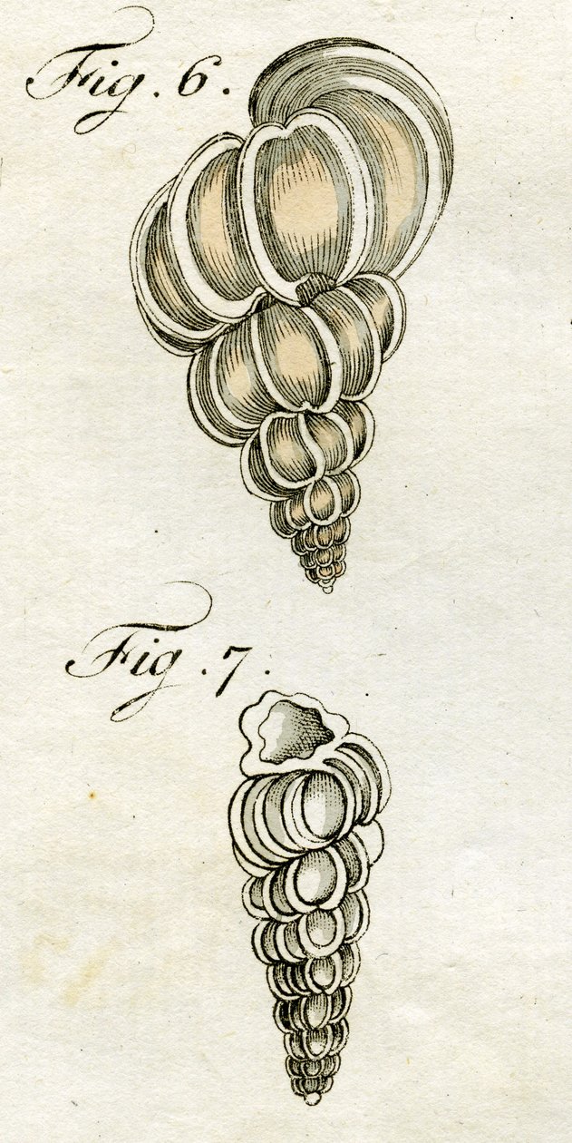 Illustration av Turbo Scalaris, 1790 (handfärgad gravyr) av Jacob Xavier Schmuzer