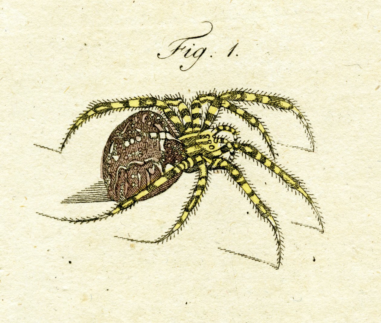 Illustration av en spindel, 1790 (handfärgad gravyr) av Jacob Xavier Schmuzer