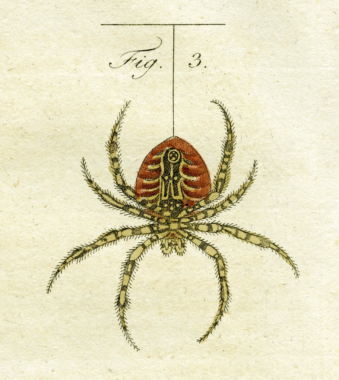 Illustration av en spindel, 1790 (handfärgad gravyr) av Jacob Xavier Schmuzer