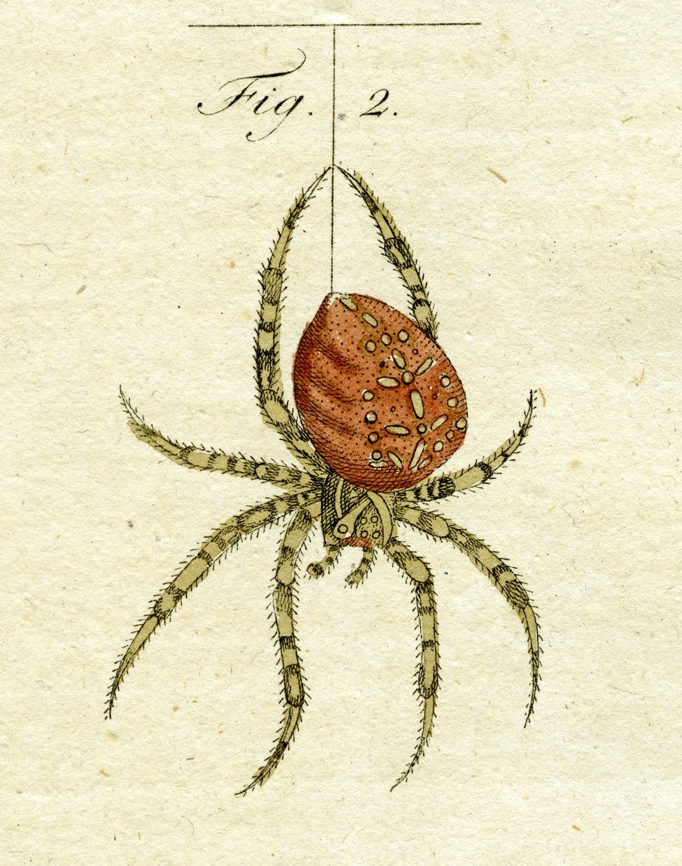 Illustration av en spindel, 1790 (handfärgad gravyr) av Jacob Xavier Schmuzer