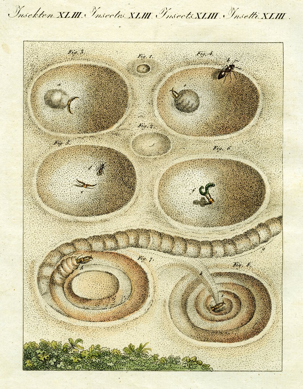 Illustration av ett myrlejon som fångar sitt byte, 1790 (handfärgad gravyr) av Jacob Xavier Schmuzer