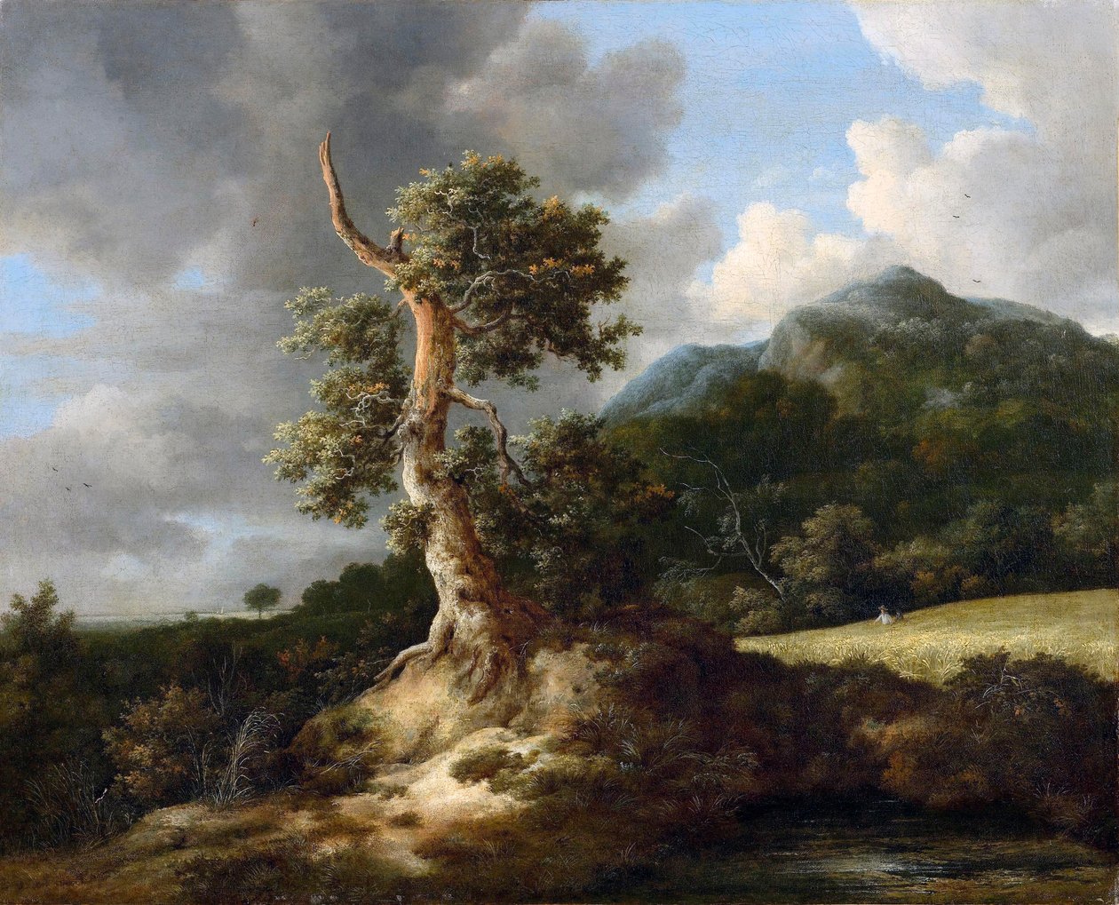 Bergslandskap med en knotig ek framför ett sädesfält av Jacob van Ruisdael