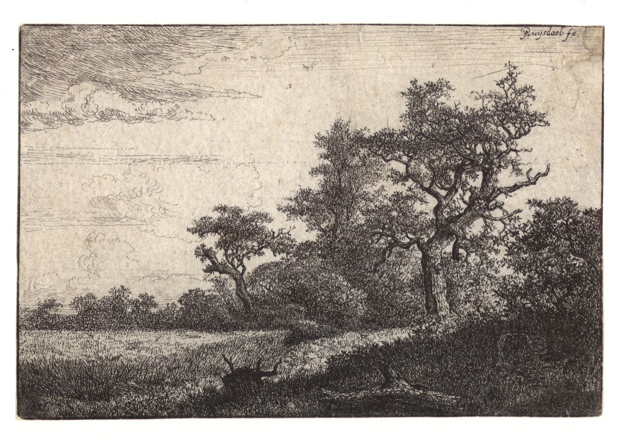 Etsning av träd och spannmålsfält av Jacob van Ruisdael