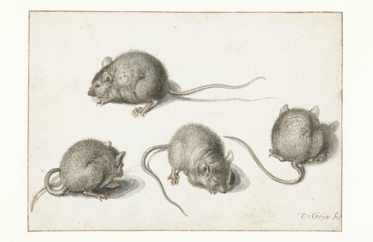 Fyra studier av en sjuk mus av Jacob II de Gheyn