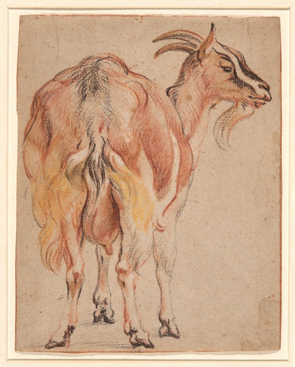 Get, ca 1657 (krita & tvätt förhöjd med vitt) av Jacob Jordaens