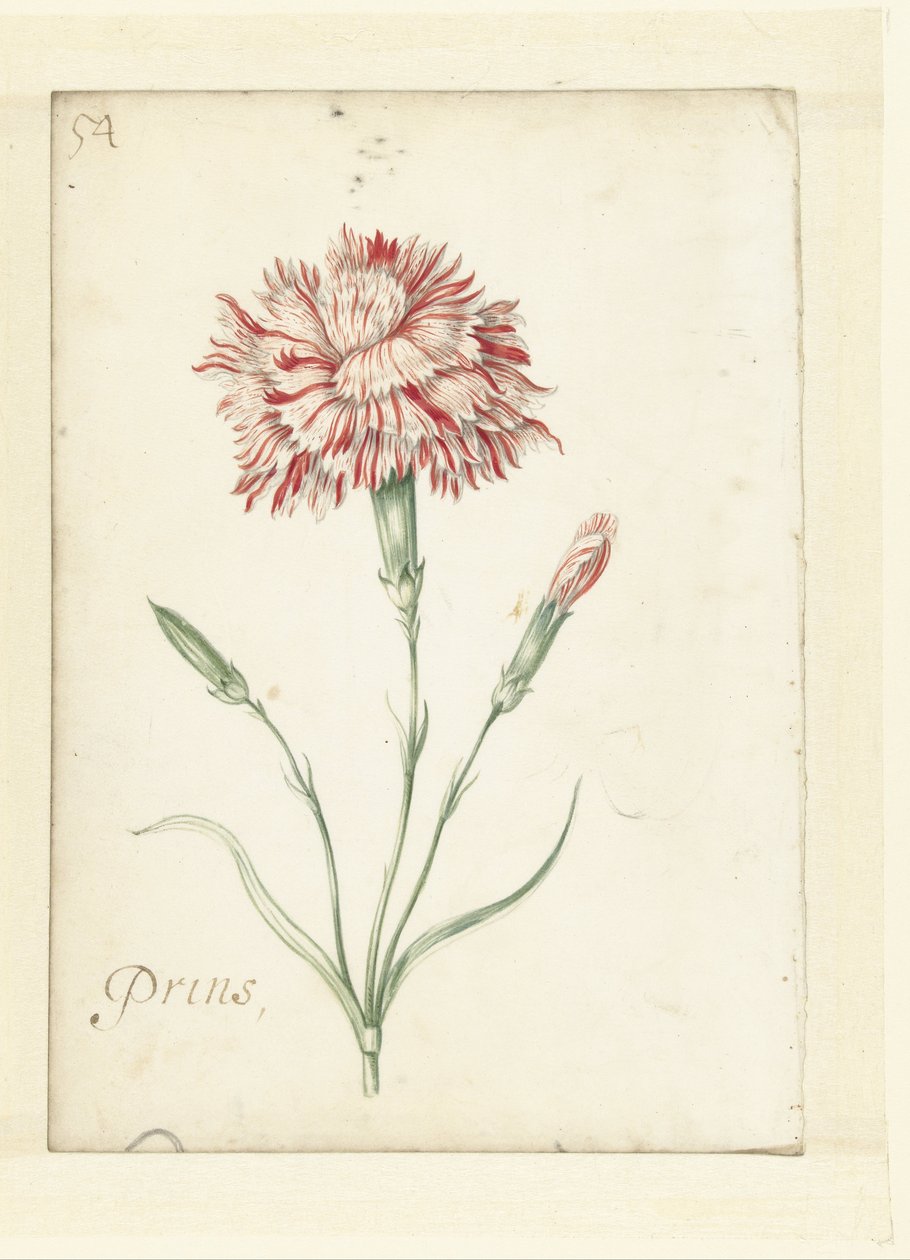 Nejlika av Jacob Marrel (possibly)