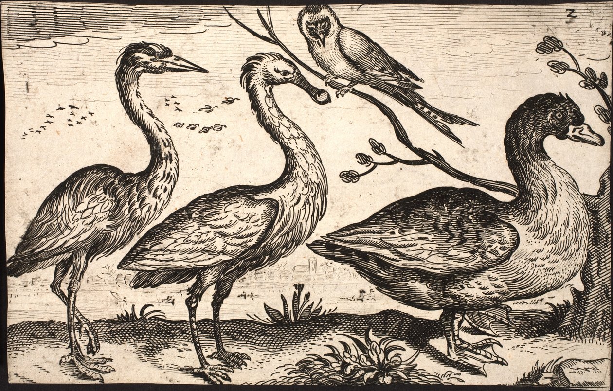Häger, skedstork, fågel och gås av Jacob Matham