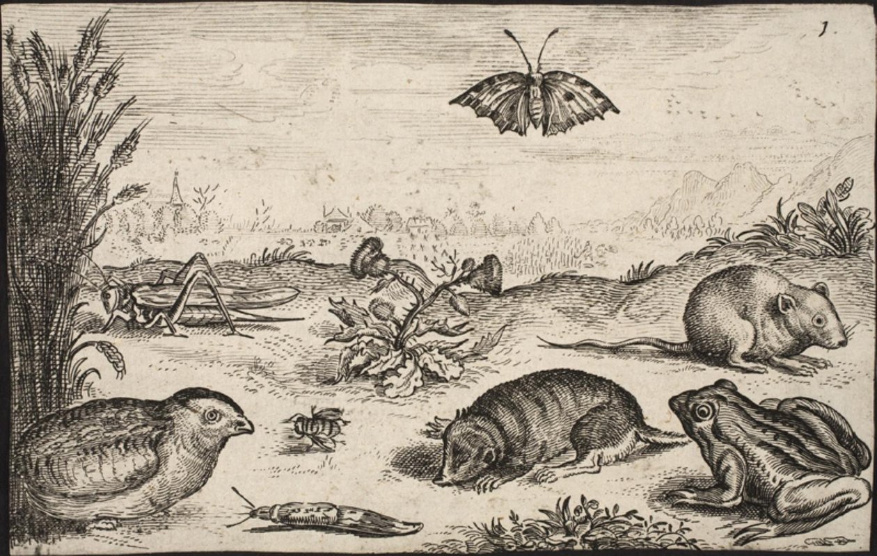 Små djur och insekter: Gräshoppa, fjäril, åkersork, rapphöna, bi, snigel, mullvad och groda. av Jacob Matham